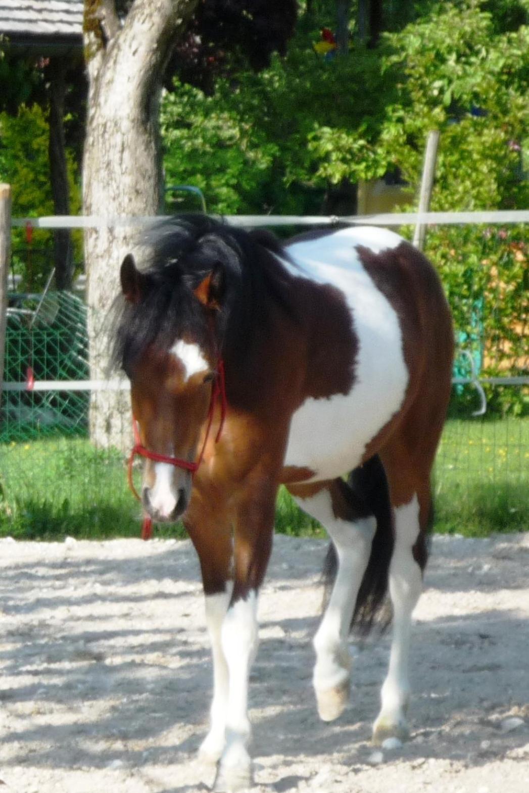 Ferienhof Unterfuehrholzergut Klaus an der Pyhrnbahn Exterior foto