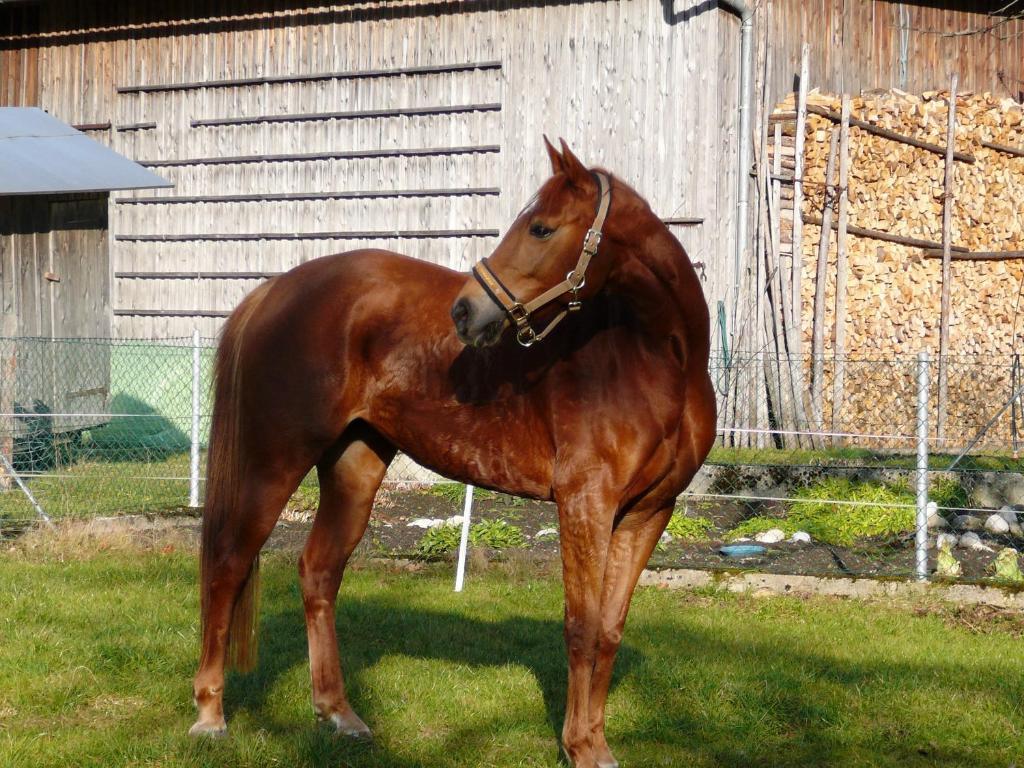 Ferienhof Unterfuehrholzergut Klaus an der Pyhrnbahn Exterior foto